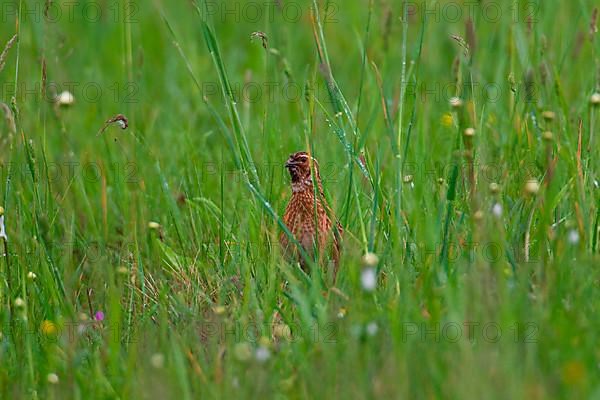 Quail