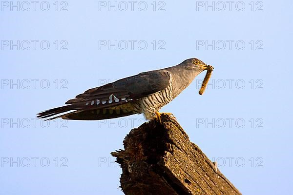 Cuckoo with prey