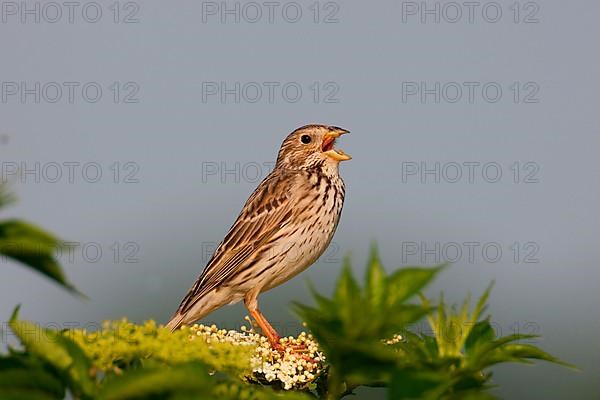 Corn Bunting