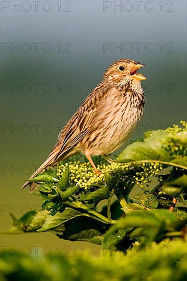 Corn Bunting