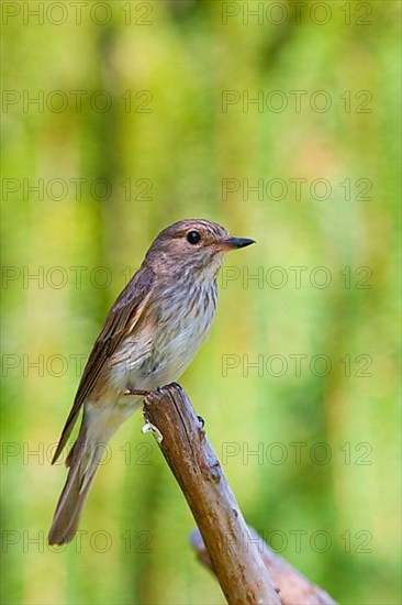 Spotted Flycatcher