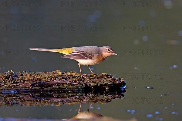 Grey Wagtail