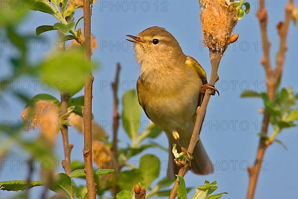 Willow Warbler