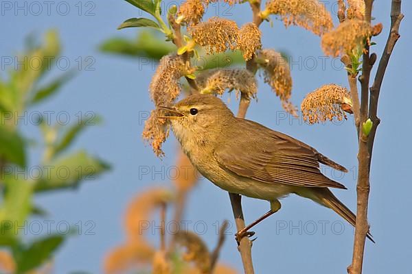 Willow Warbler