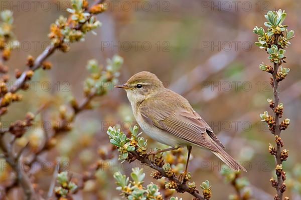 Willow Warbler