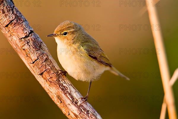 Common Chiffchaff