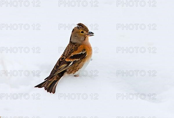 Brambling