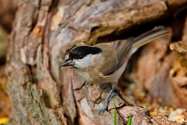 Marsh Tit