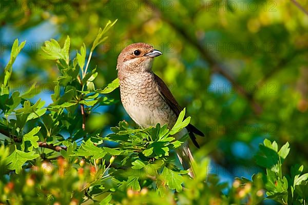 Red-backed Shrike