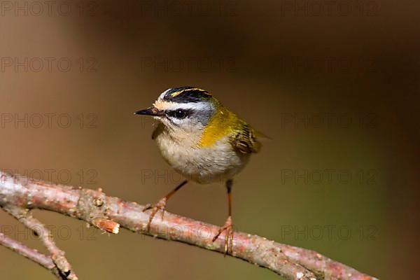 Summer Goldcrest