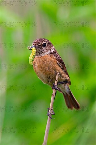 Stonechat