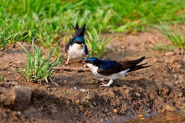 House Martin