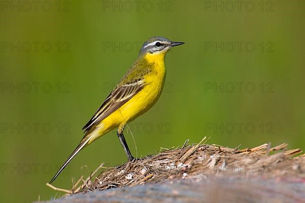 Yellow Wagtail