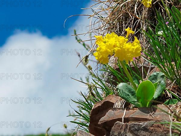 (Primula auricula)