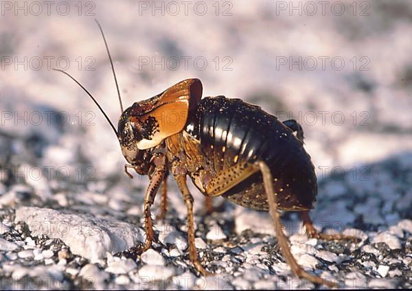 Mole cricket