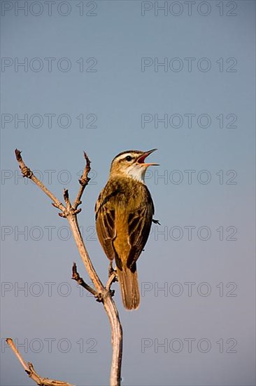 Reed Warbler