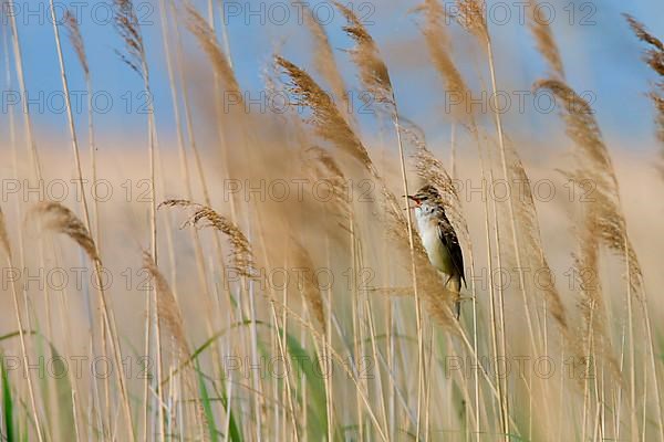 Great Reed-Warbler