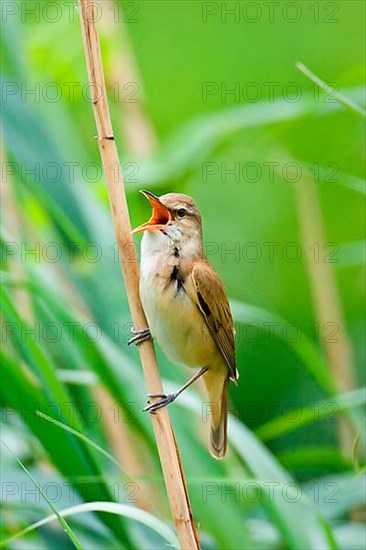 Great Reed-Warbler