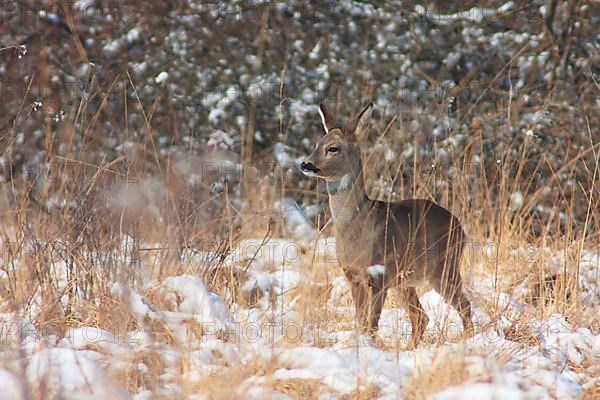 Roe deer doe