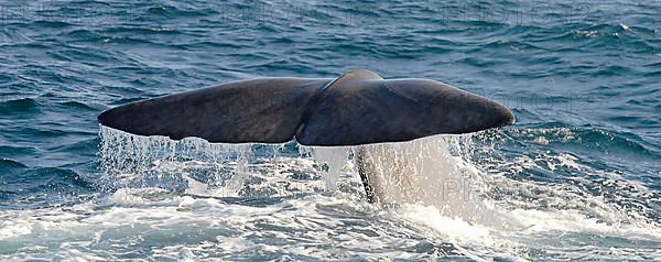 Sperm whale