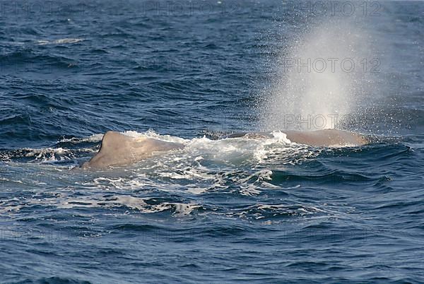 Sperm whale