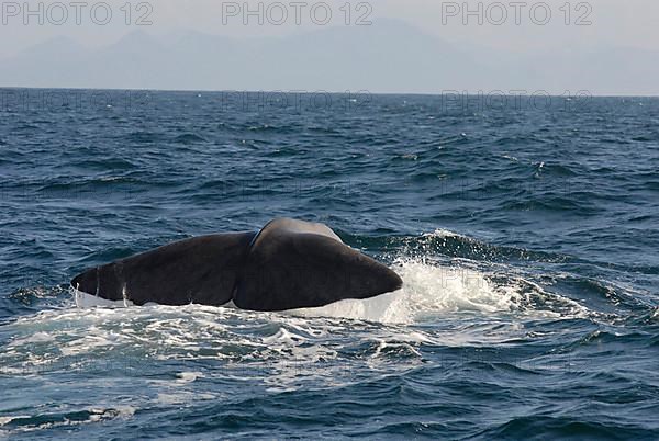 Sperm whale