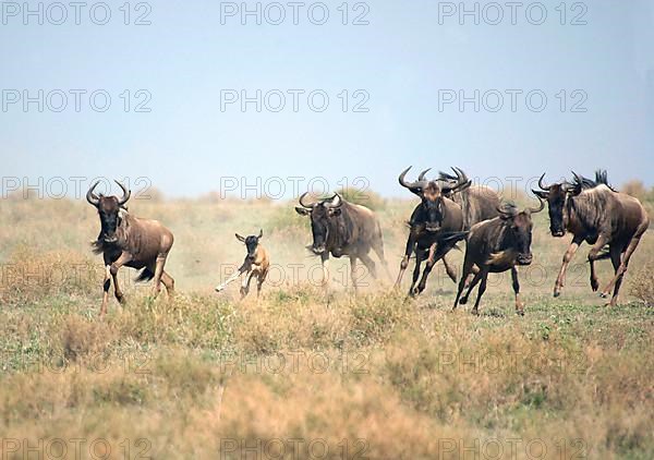 Wildebeest