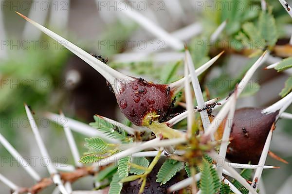 Flute acacia with ants