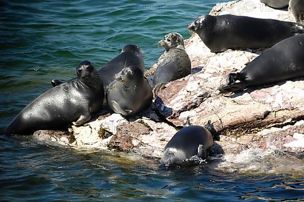 Baikal ringed seal