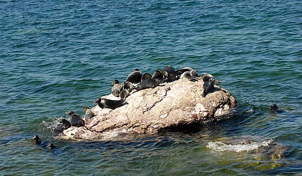 Baikal ringed seal