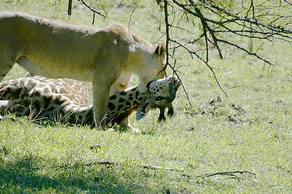 African lion