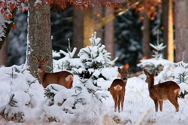 Roe deer