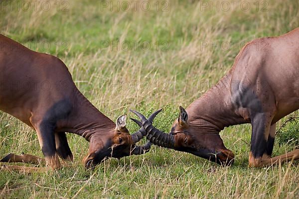 Red hartebeest