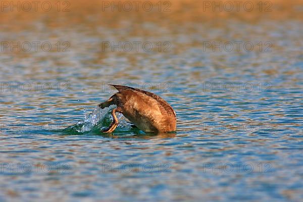 Red-crested Pochard