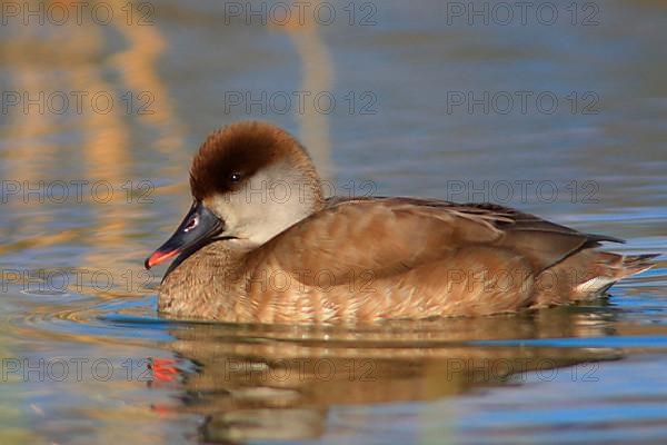 Red-crested Pochard