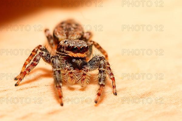 Bark spider