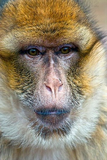 Barbary macaque