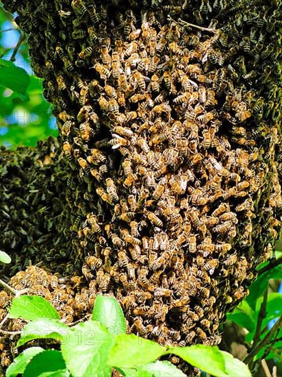 Bee Swarm