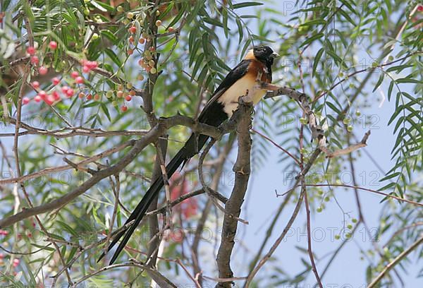 Sharp-tailed Paradise Widow