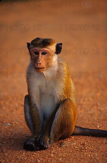 Toque Macaque