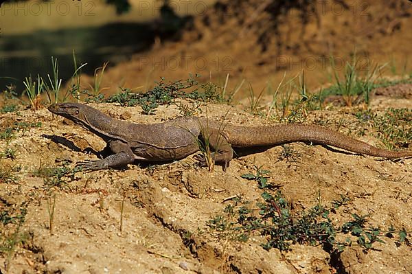 Bengal monitor