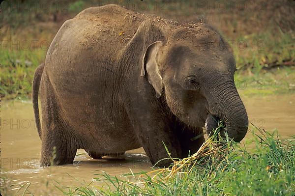 Indian elephant