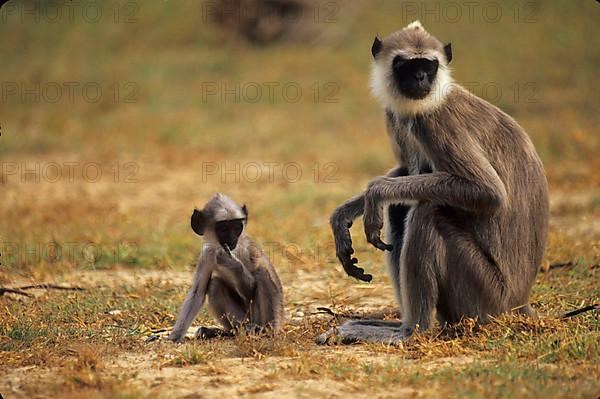 Hanuman-Langur