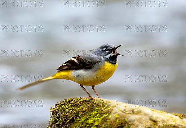 Grey Wagtail