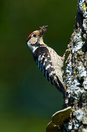 Lesser Spotted Woodpecker