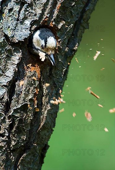 Lesser Spotted Woodpecker