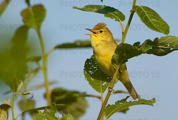 Orphean Warbler