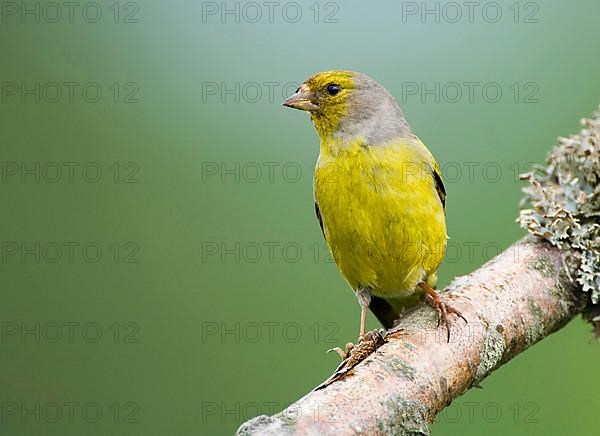 Lemon Canary