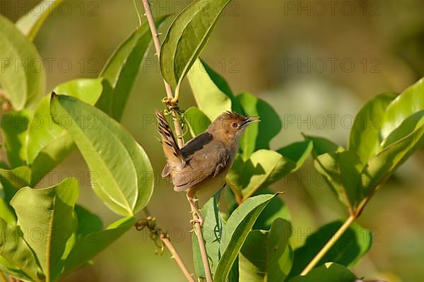 Red-faced Cisticola