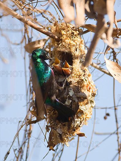 Porphyry Sunbird with nest